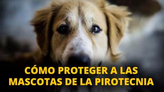 Conozca cómo proteger a nuestras mascotas de la pirotecnia [VIDEO]