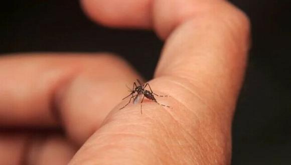 Se confirma mosquito transmisor de dengue en el Callao . Foto: gob.pe