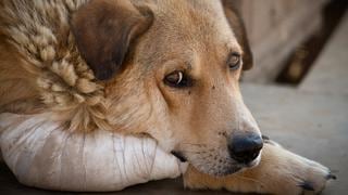 Apeseg advierte que inescrupulosos podrían matar a mascotas para cobrar SOAT 