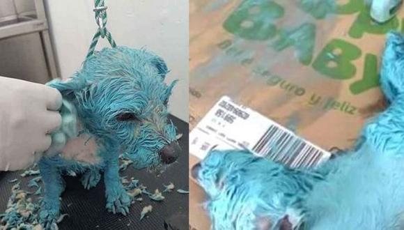 Autoridades en México aseguran que la 'perrita azul' que murió no fue maltratada. (Facebook|@RaulJuliaLevy)