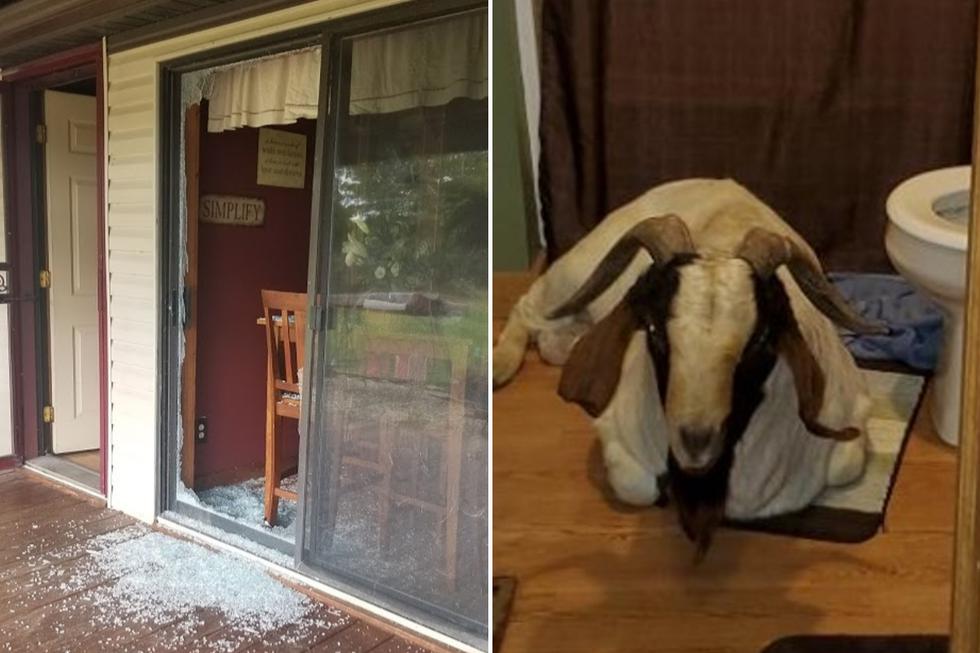 Una cabra forzó su entrada a una casa y fue encontrada durmiendo en el baño. (Fotos: Ashland County Pictures en Facebook)