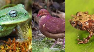 51 nuevas especies han sido descubiertas en áreas naturales protegidas entre el 2010 – 2021