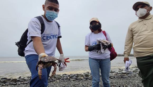 Aproximadamente, 20 estudiantes de las facultades de veterinaria y biología marina llegaron a la Bahía de Ancón para, en base a su experiencia en manejo de fauna silvestre.