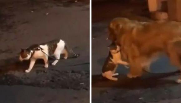 Un perro se ha ganado el corazón de los usuarios de Facebook al evitar una pelea entre dos gatos. El singular clip ya superó las 686 mil reproducciones. (Captura)