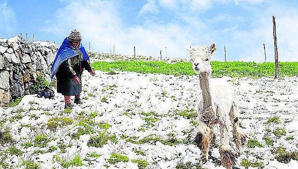 Según reporte de la Dirección Regional Agraria son 190 mil cabezas de ovinos, 150 mil de vacunos y 10 mil camélidos (Foto: referencial / GEC)