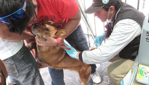 Rabia canina se expande en Arequipa y ya se suman 25 los perros infectados. (Perú21)