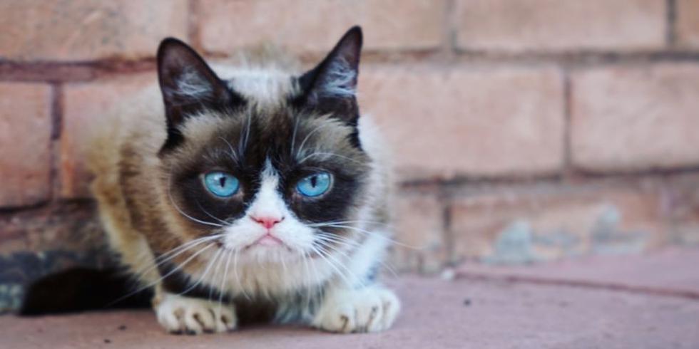 Tardar Sauce es el verdadero nombre de Grumpy Cat. ​(Foto: Twitter Grumpy Cat)