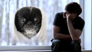 Columna animal| Cuando superas a tu ex pero no a su perro [VIDEO]