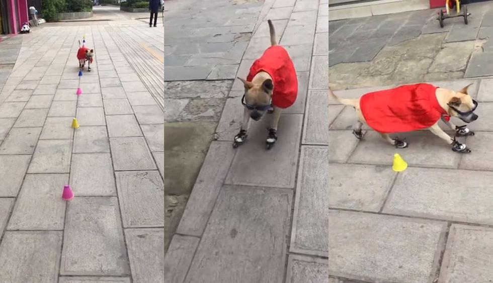 Un video llegó a Facebook desde China con un perro de raza Duoduo que fue captado dando un espectáculo subido sobre unos patines. La reacción del público hizo viral al clip audiovisual. (Foto: Captura)