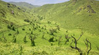 Reserva Nacional Lachay: Conoce esta área protegida que acaba de cumplir 44 años preservando la biodiversidad