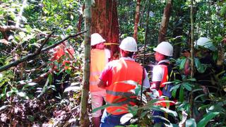 SIGO-SFC presenta nuevos servicios para contribuir e impulsar la competitividad en el sector forestal