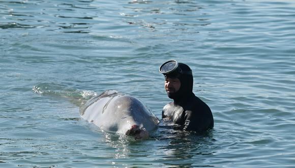La ballena se encuentra desde esta mañana inmóvil a escasos metros de la arena, donde fue examinada por el veterinario Pantelis Sarris, del Centro Helénico de Rescate y Atención de Mamíferos Marinos “Arion”. (Foto: ARIS MESSINIS / AFP)
