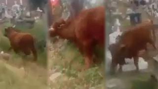 Toro se escapa y causa pánico en cementerio de Huamachuco | VIDEO