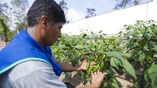 Investigadores peruanos analizan ADN del ají y pepino dulce para mejorar su potencial genético