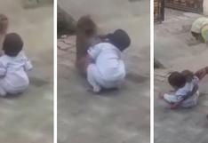 Mono "secuestra" a bebé para que juegue con él y se rehúsa a devolverlo