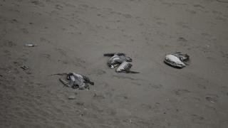 ¿Cuántas y qué tipo de aves van reportadas muertas por la gripe aviar en Perú? 