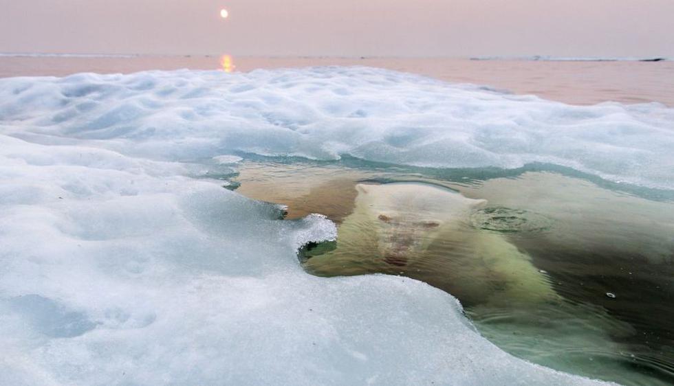 La foto ganadora es la de un oso polar que se baña bajo la capa de hielo de la inmensa Bahía de Hudson, en Canadá. Fue la mejor de la categoría Naturaleza. (Paul Souders/National Geographic)