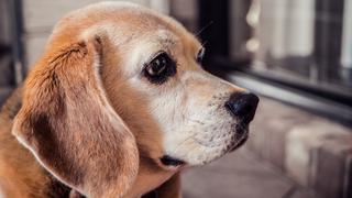 Perro “llora” al no poder pasear en el parque por cuarentena para evitar coronavirus