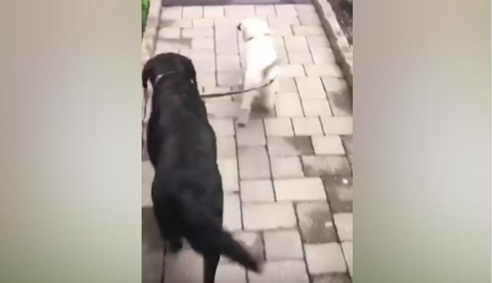 El cachorro no tuvo problema alguno en sostener la correa de un perro mucho más grande que él. (YouTube: Caters Clips)