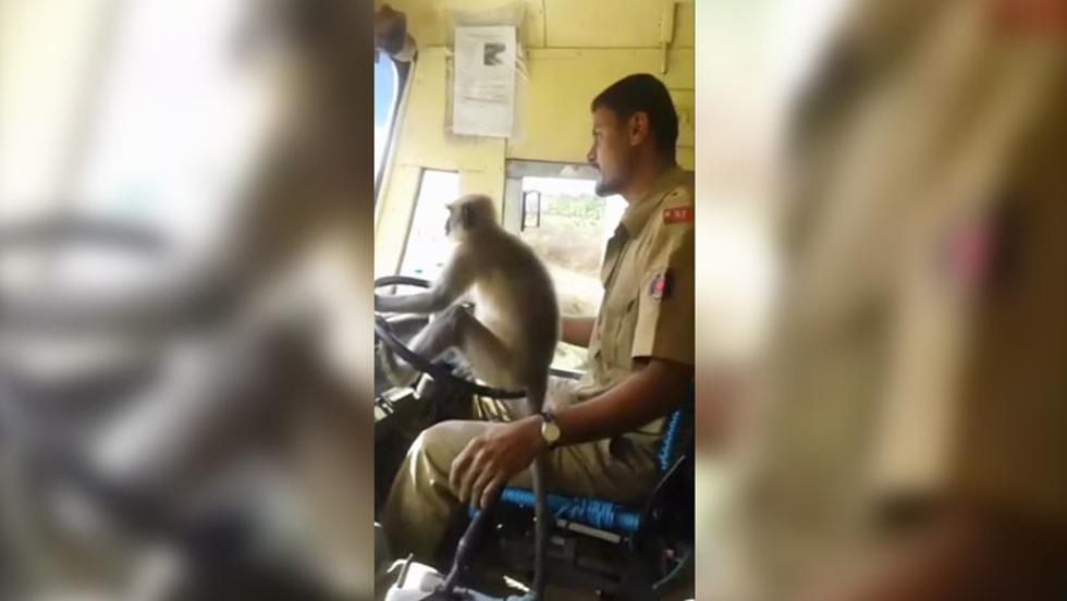 Mono conduce un bus de transporte público y causa impacto en las redes. (YouTube)