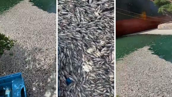 Autoridades han llegado a la playa Los Cayos de determinar el motivo de la muerte de los miles de ejemplares. (Foto: Twitter @EnfoqueNoticias)