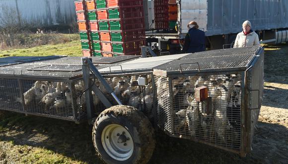 Patos sacrificados debido al brote de gripe aviar que comenzó a fines de noviembre se colocan en una jaula para ser retirados de una granja en Lohitzun-Oyhercq, suroeste de Francia. (Foto de GAIZKA IROZ / AFP)