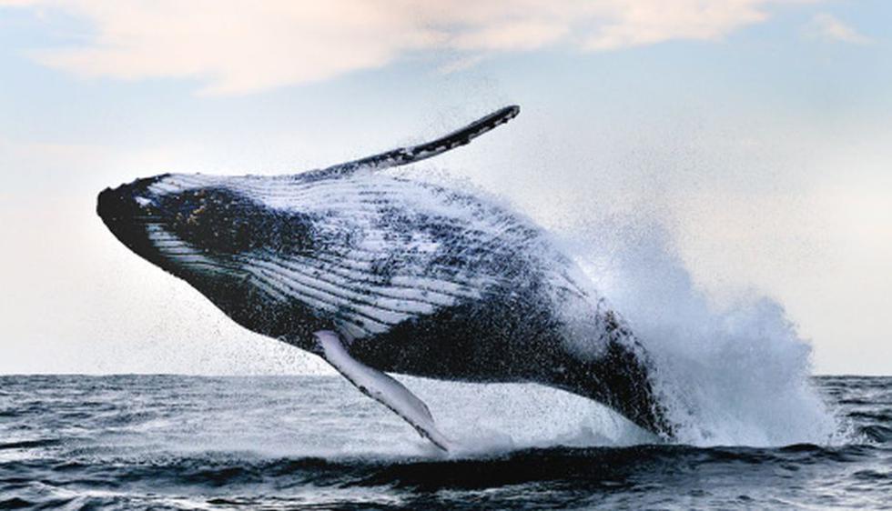 Mira estas asombrosas fotos de animales en el momento justo cuando saltan. (Getty Images)