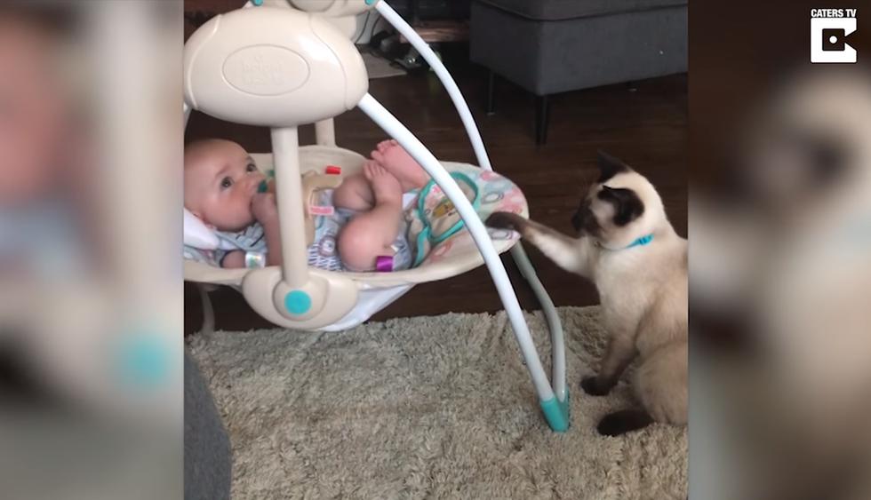 Gato cautiva a las redes sociales al mecer con su pata la cuna de un bebé recién nacido. (YouTube)