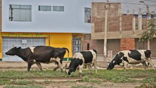 Carabayllo: Vacas se alimentan de desperdicios en plena vía pública