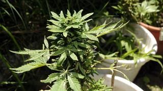 Bolivia se utiliza como una vía para el tráfico de marihuana modificada denominada "Criptonita"