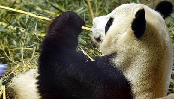Murió el oso panda macho más viejo del mundo. (USI)