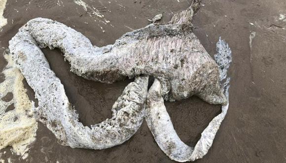 Imagen de la criatura aparecida en una playa de Reino Unido. (Facebook)
