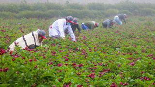 Día del Campesino: Agricultores de Tarma mejoran su producción de papas nativas con semillas mejoradas