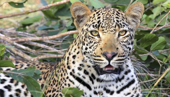 Leopardo hambriento intenta arrebatarle su presa a un cocodrilo y se vuelve viral. (Foto: Pexels)