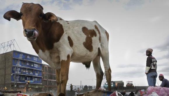 Bolivia: Crean sistema para desestresar vaquitas y así aumentar su producción de leche. (EFE)