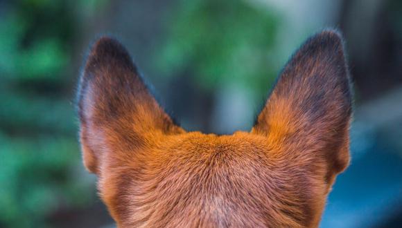 Al clonar canes veteranos, Pekín pretende mejorar en gran medida las cualidades de los animales. (Foto: Pixabay)