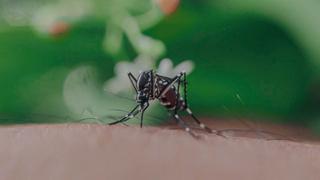 Perran Ross: científico busca cura del virus del dengue y se ofrece como ‘alimento’ a 5 mil mosquitos
