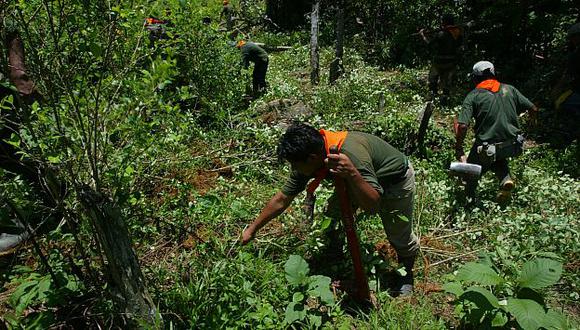 SIN CONTROL. El VRAEM es la zona de mayor producción de hojas de coca por hectárea en el mundo. (Perú21)