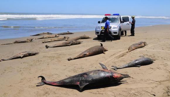 PELIGRO. Mal que ocasionó muerte de mamíferos marinos podría ser mortal para la especie humana. (Cortesía Heinz Plengue)