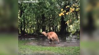 Perro juega en un charco de agua, dueña lo descubre y su insólita reacción genera carcajadas