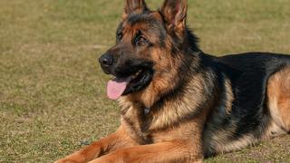 Estados Unidos: Murió Buddy, el primer perro diagnosticado con COVID-19