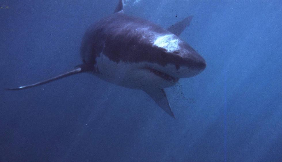 Los ataques de tiburones suelen ocurrir en aguas del sur de Florida. (Foto: AFP)