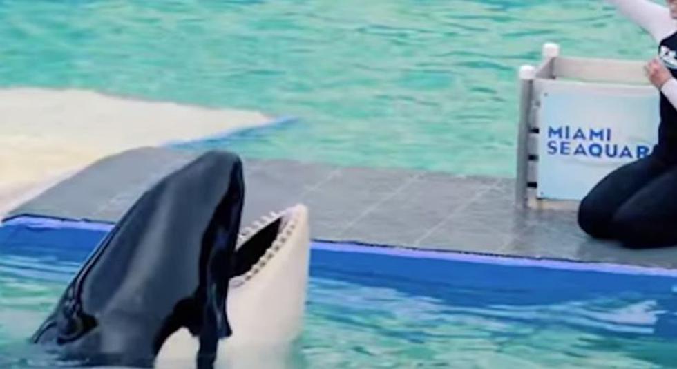 Miami: Tribu nativa exige al Miami Seaquarium que libere a la orca 'Lolita'. (YouTube/Tomo News)