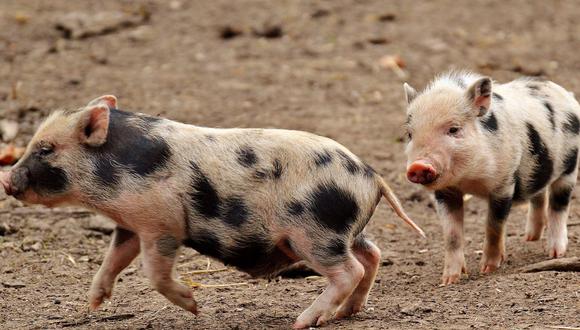 Un video viral protagonizado por unos "veloces" cerdos acapara la atención de las redes sociales. | Crédito: @inspiredbydenae / TikTok