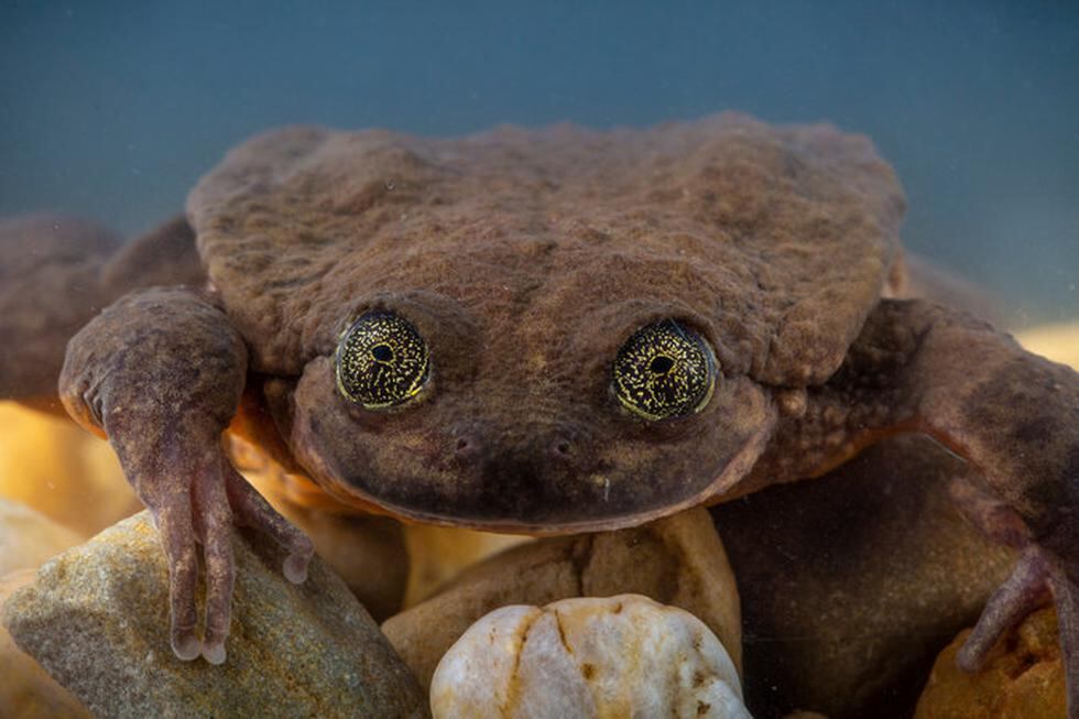 La rana más solitaria del mundo. (Credit Robin Moore/Global Wildlife Conservation)