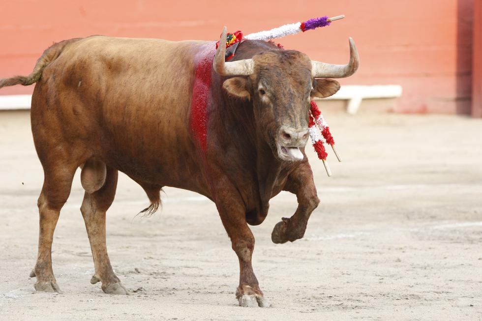 Esta es la verdad sobre la demanda para eliminar corridas de toros y pelea de gallos presentada ante el TC. (Perú21)