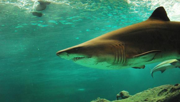 Nace una cría de tiburón dentro de un tanque donde solo viven hembras. (Foto: Referencial / Pixabay)