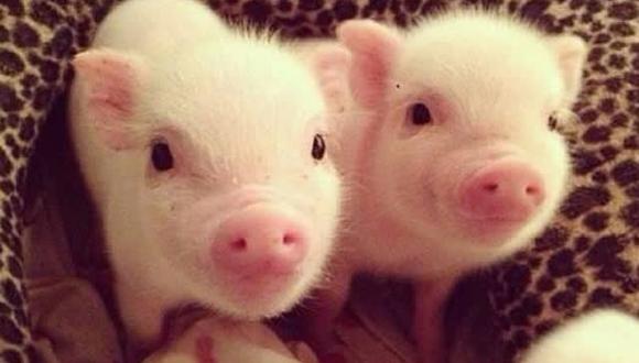 Los mini pigs son animales muy higiénicos. (Quiltros)