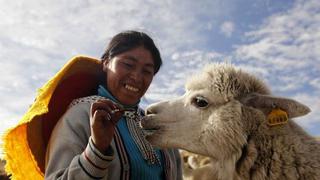 Auquénidos peruanos: la nueva arma para vencer al coronavirus [INFORME]