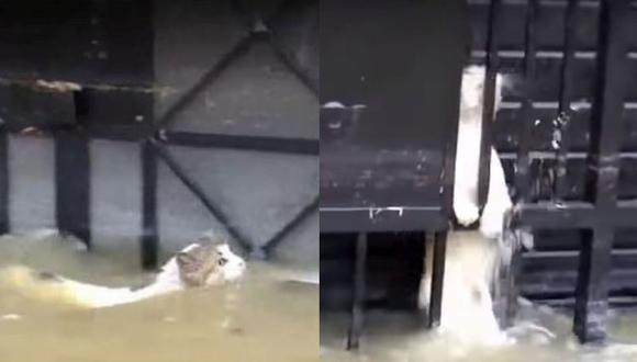 Las mascotas también han sido afectadas por el aniego en el distrito de San Juan de Lurigancho. (Captura)
